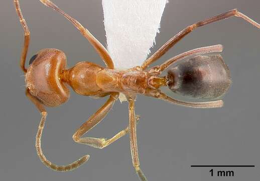 Image of Pyramid Ants