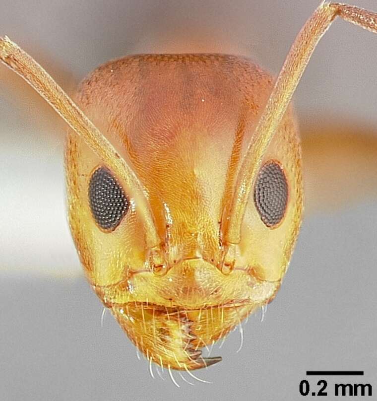 Image of Pyramid Ants