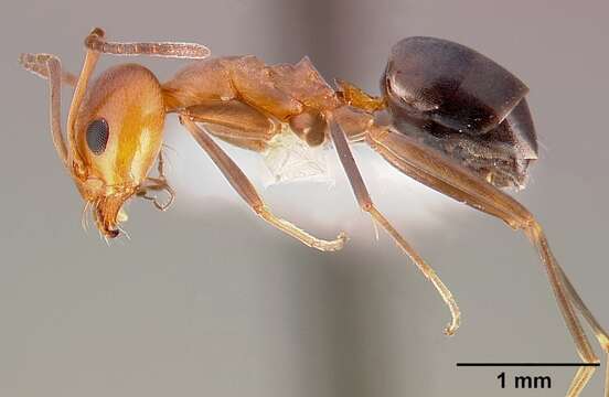 Image of Pyramid Ants