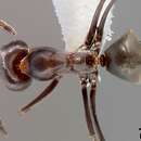 Image of Pyramid ant