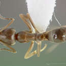 Image of Argentine Ant