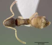 Image of Ant