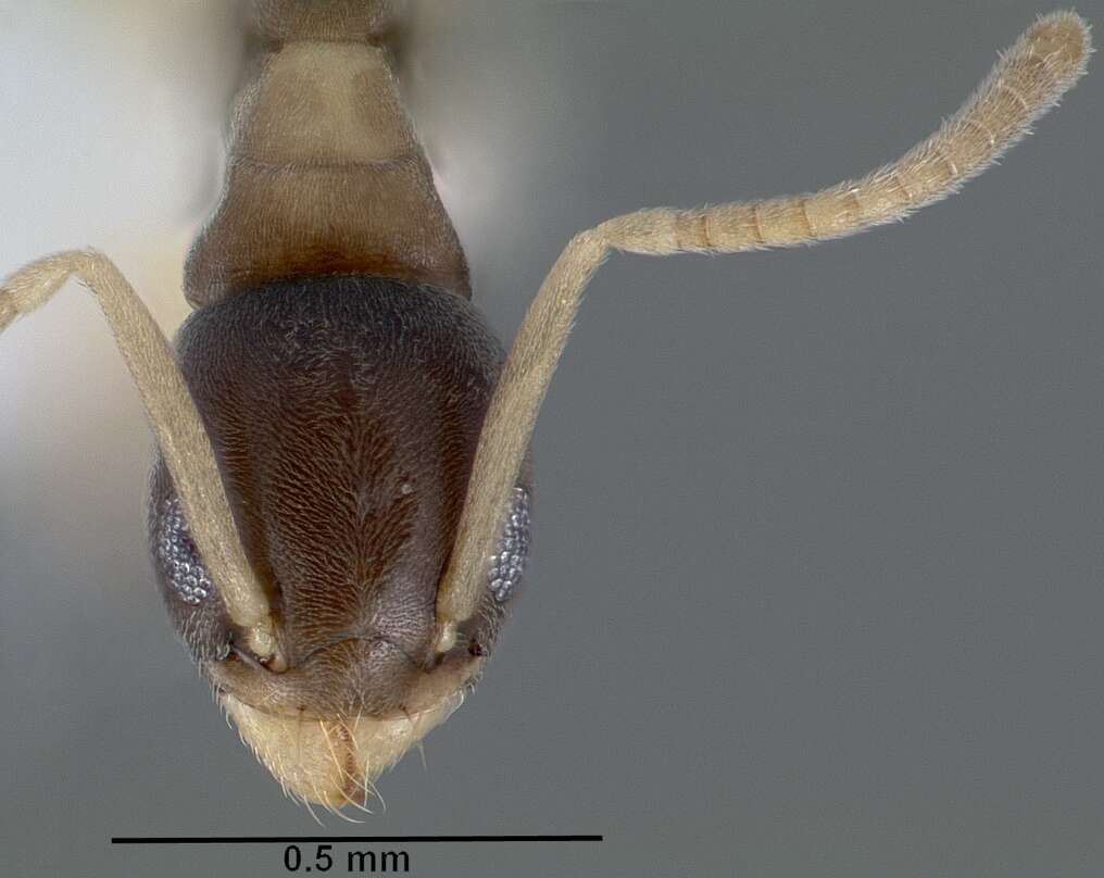 Image of Ant