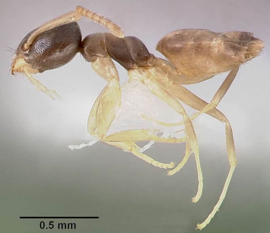 Image of Ant