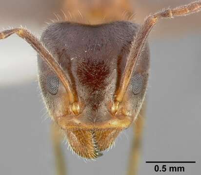 Image of Velvety Tree Ants