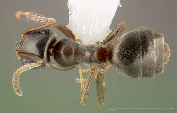 Image of Odorous House Ant