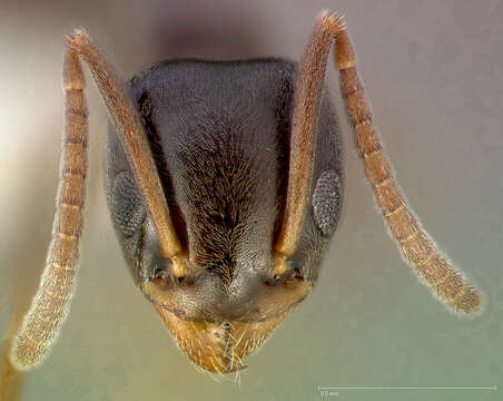 Image of Odorous House Ant