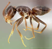 Image of Odorous House Ant