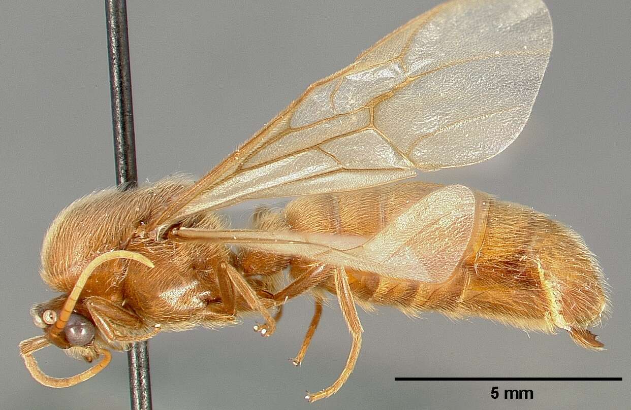 Image of Neivamyrmex swainsonii (Shuckard 1840)