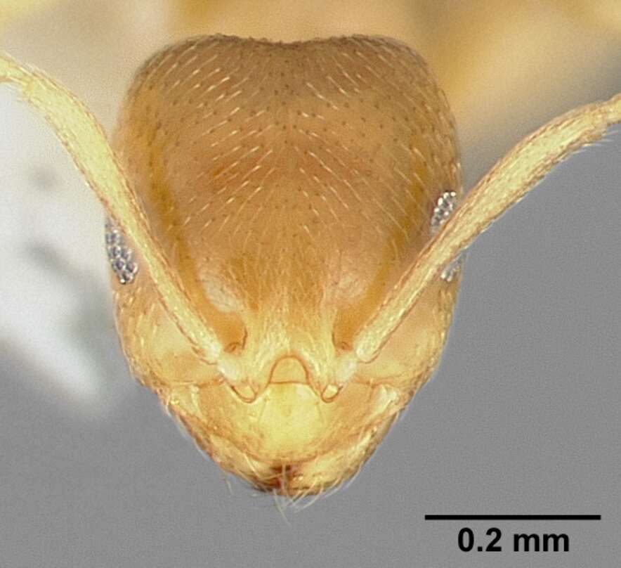 Image of Brachymyrmex depilis Emery 1893