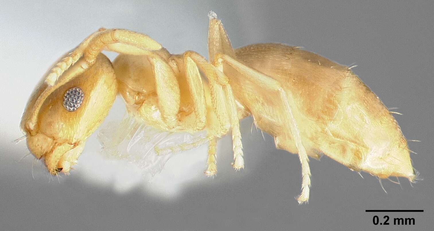 Image of Brachymyrmex depilis Emery 1893