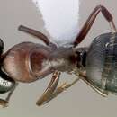 Image of Camponotus anthrax Wheeler 1911