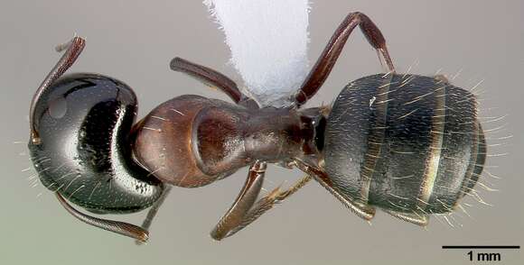 Image of Camponotus anthrax Wheeler 1911
