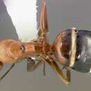 Image of Camponotus bakeri Wheeler 1904