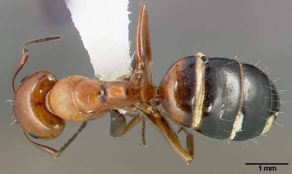 Image of Camponotus bakeri Wheeler 1904