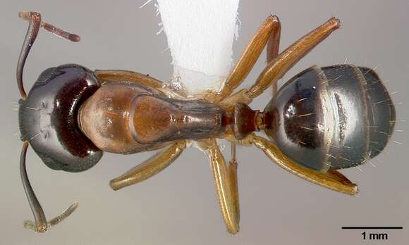 صورة Camponotus clarithorax Creighton 1950