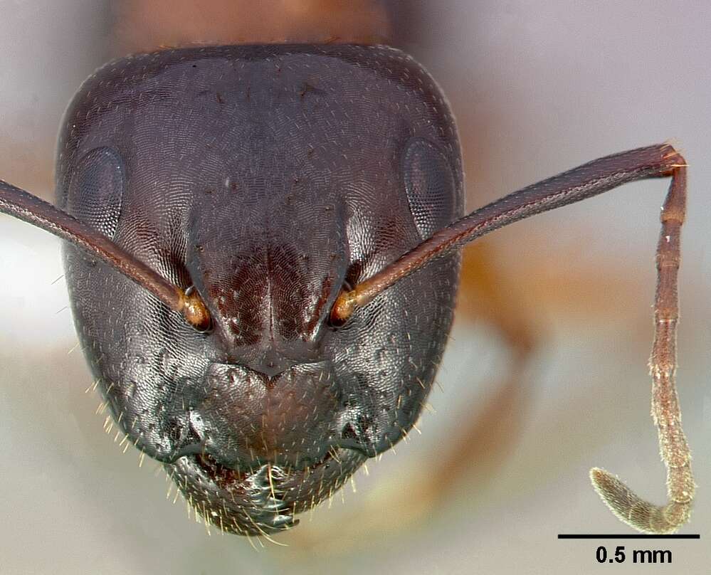 Plancia ëd Camponotus clarithorax Creighton 1950