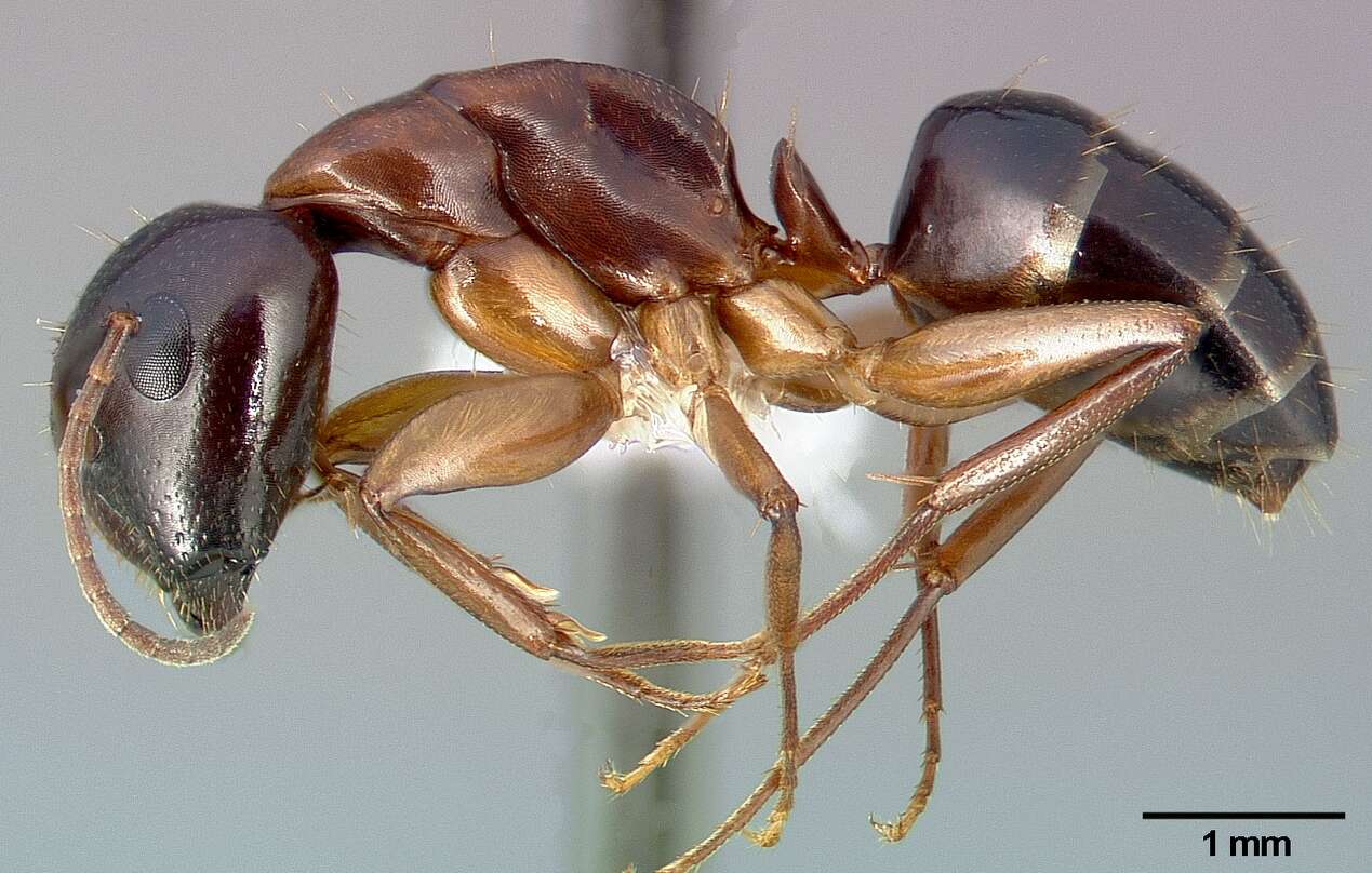 Plancia ëd Camponotus clarithorax Creighton 1950