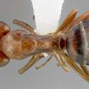 Image of Essig's Carpenter Ant