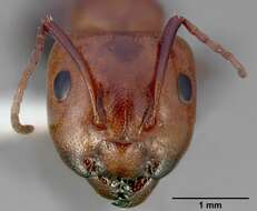 Image of Essig's Carpenter Ant