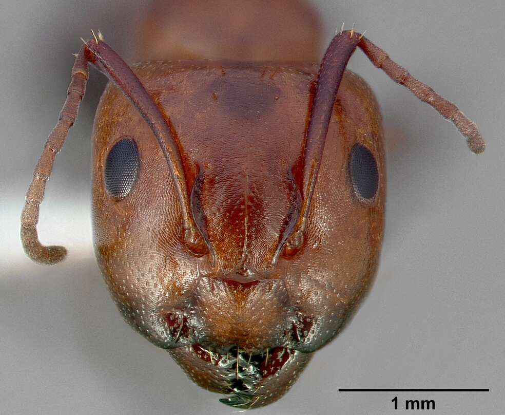 Image of Essig's Carpenter Ant