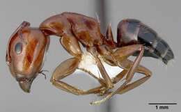 Image of Essig's Carpenter Ant