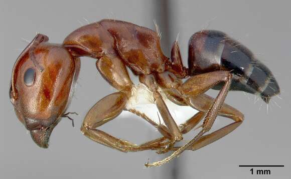 Image of Camponotus essigi Smith 1923