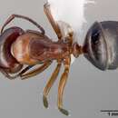 Image of Camponotus hyatti Emery 1893