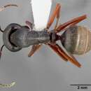 Image of (Western) black carpenter ant