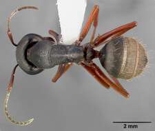 Image of (Western) black carpenter ant