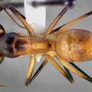 Plancia ëd Camponotus ocreatus Emery 1893