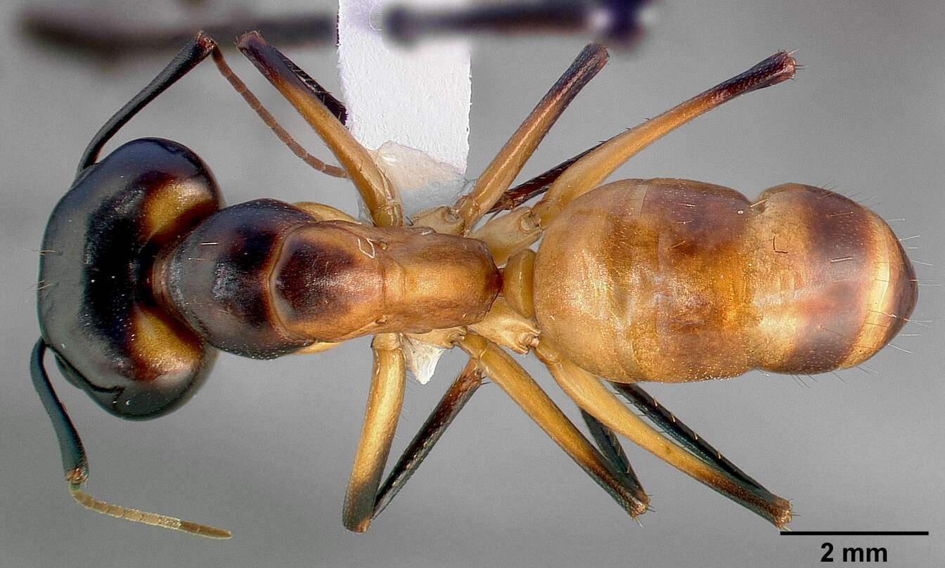 Image of Camponotus ocreatus Emery 1893