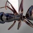 Plancia ëd Camponotus quercicola Smith 1954