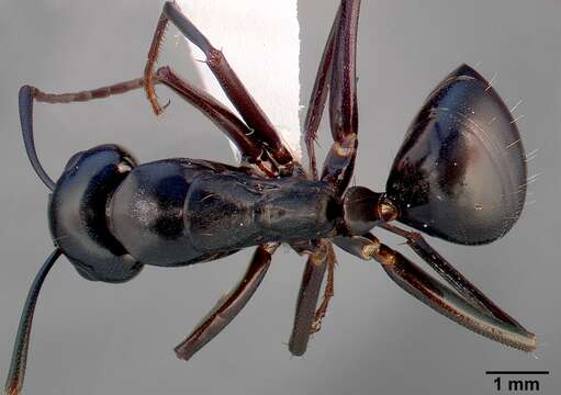Image de Camponotus quercicola Smith 1954