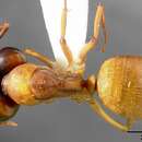 Plancia ëd Camponotus sansabeanus (Buckley 1866)