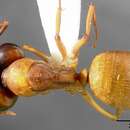 Image de Camponotus sansabeanus (Buckley 1866)