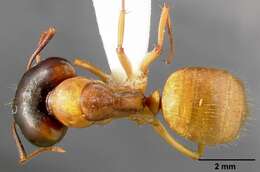 Image of Camponotus sansabeanus (Buckley 1866)