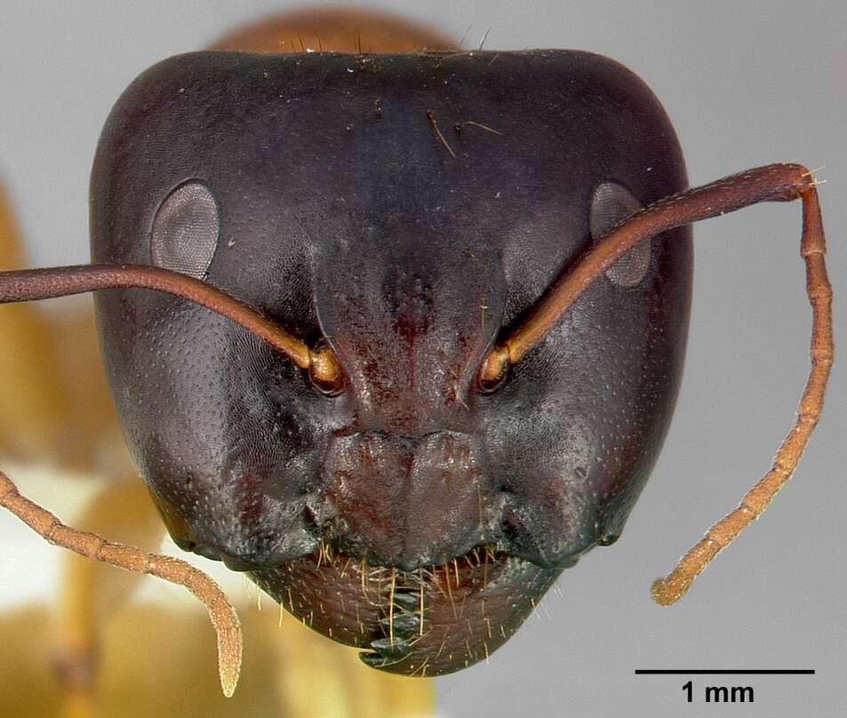 Image of Camponotus sansabeanus (Buckley 1866)