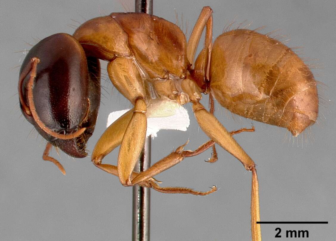 Image of Camponotus sansabeanus (Buckley 1866)