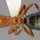 Plancia ëd Camponotus sayi Emery 1893