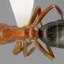 Image of Camponotus sayi Emery 1893