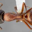 Imagem de Camponotus semitestaceus Snelling 1970
