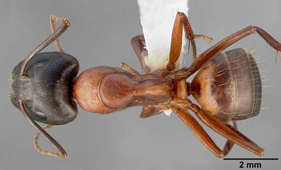 Image of Camponotus semitestaceus Snelling 1970