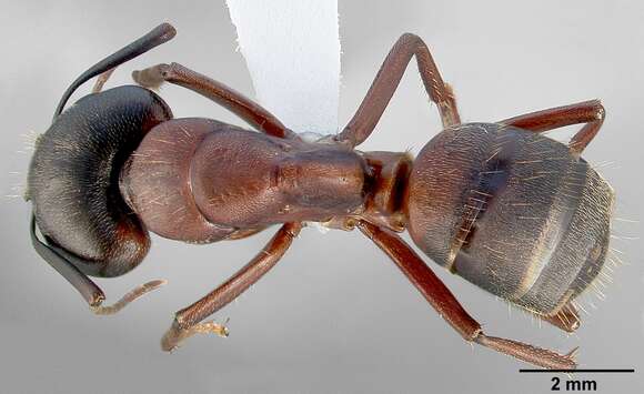 Image of Camponotus vicinus Mayr 1870