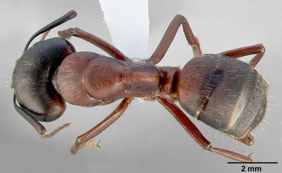 Слика од Camponotus vicinus Mayr 1870