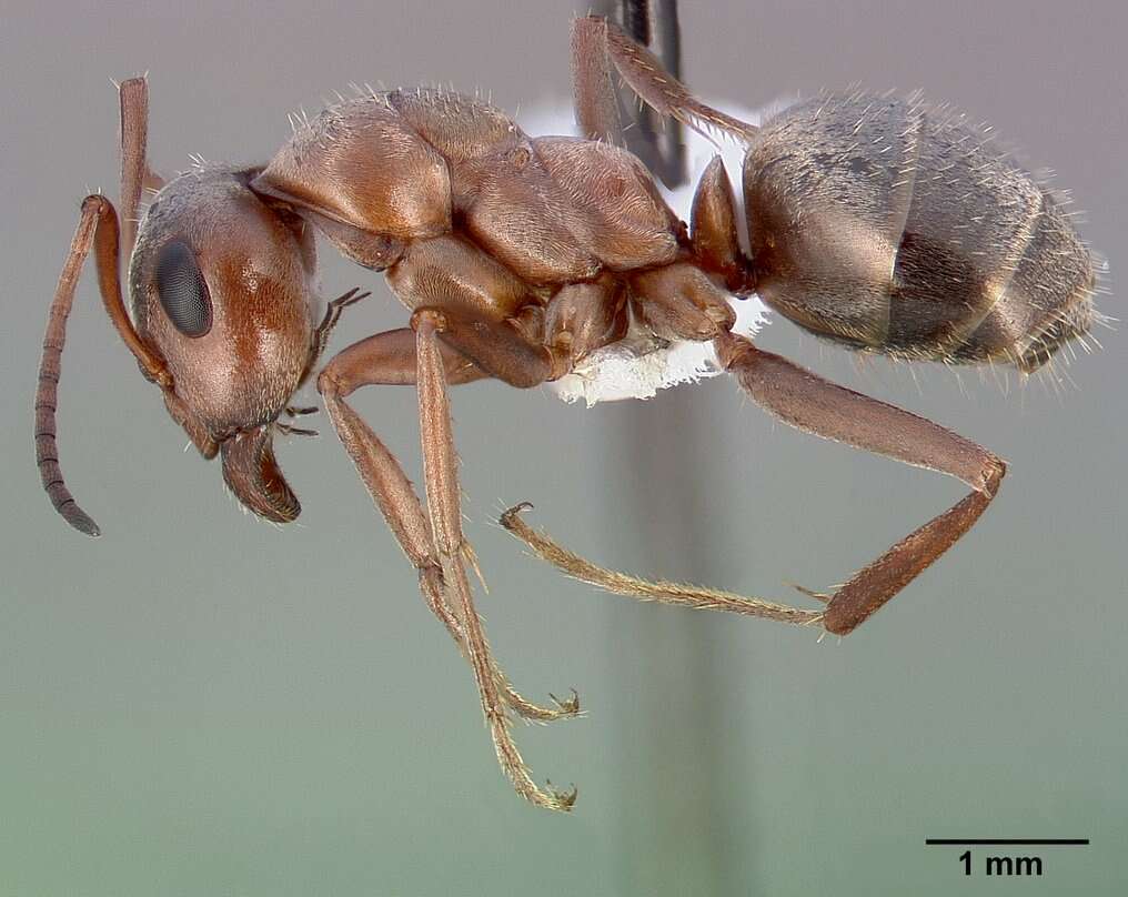 Imagem de Formica aerata Francoeur 1973