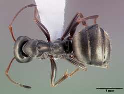 Image of wood ant