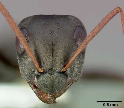 Image of wood ant