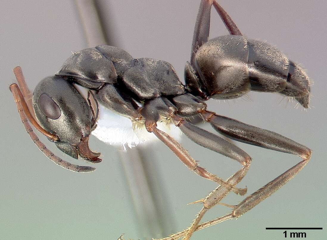 Image of wood ant