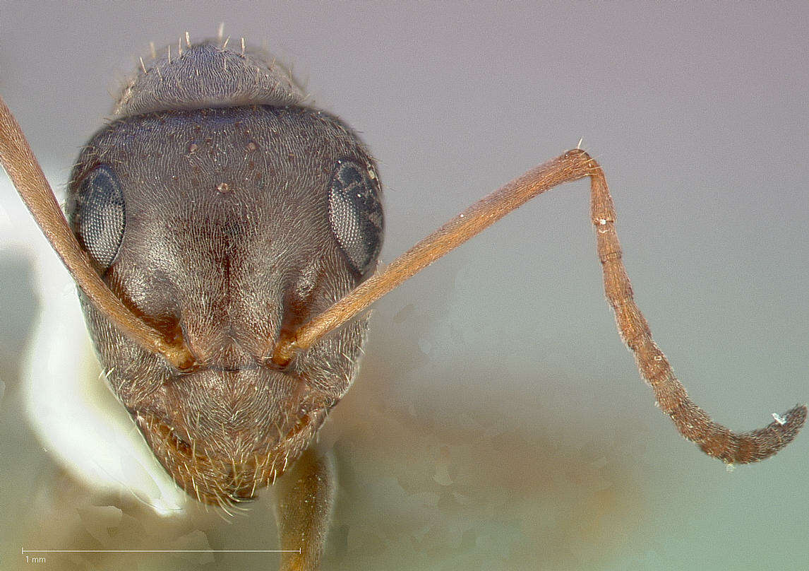 Image of Formica canadensis Santschi 1914